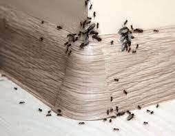 Wer ameisen auf der terrasse oder im haus nicht mit insektiziden vertreiben möchte, kann auch auf verschiedene hausmittel zurückgreifen. Ameisen In Der Wohnung Diese Mittel Helfen Ameisen Ratgeber