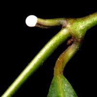 Image result for Secamone punctulata