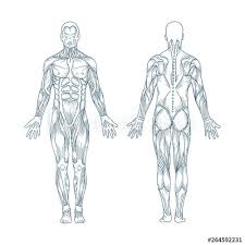 The human body is the structure of a human being. How To Draw Human Anatomy Anatomy Drawing Diagram