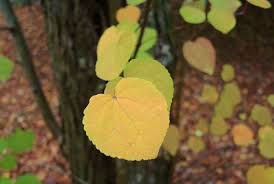 カツラ 桂 庭木図鑑 植木ペディア