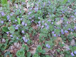 Purple weed is a beautiful and widely. Weeds Manitoba Master Gardener Association