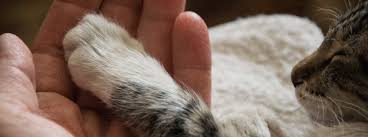 The dewclaw on some cats is not vestigial. Cat Anatomy 101 All You Need To Know Purina