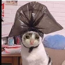 when you re a stylish trash catsofinstagram catshaming kitty kittens sadcat saddestcat komik hayvan fotograflari hayvan mizahi sevimli hayvan yavrulari