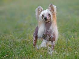 The chinese imperial dog looks like a miniature version of the shih tzu. Chinese Crested Full Profile History And Care