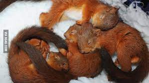 See baby squirrel stock video clips. Baby Red Squirrels 9gag