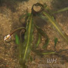 Image result for Aponogeton stuhlmannii