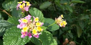 Batuk berdarah (hemoptisis), batuk berdahak yang mengandung darah tanda kerusakan pembuluh darah. Tenang Redam Gejala Batuk Berdarah Dengan Resep Herbal Tradisional Deherba Com