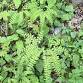 BioBlitz: First Fork Ferns & Flowers