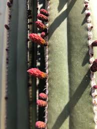 Image result for Lophocereus marginatus