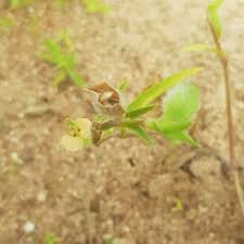 Image result for Commelina nigritana