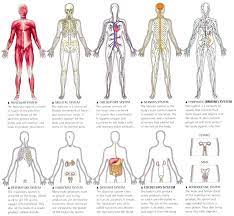 Body Systems Human Body Organs Human Body Systems Body Systems