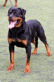 rottweilers forever kopek turleri hayvanlar kopek
