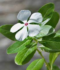 Madagascar Periwinkle How To Grow And Care For It