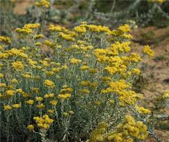 Image result for Helichrysum helvolum