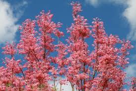 Buy flowers online in willow tree, roses, lilies, tulips, mixed bouquets, arrangements, same and next day flower delivery from bloomex australia. Chinese Willow Tree Tehillah Designs