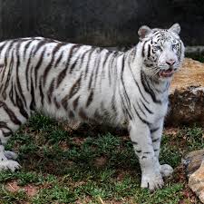Ivan naydenov (aleksey vertkov), a soviet tanker who barely survived a battle. Rare White Tiger Akere Cincinati Zoo S Favorite Animal Dies After Long Bout With Cancer Arthritis And Kidney Failure