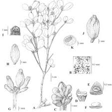 Image result for Viscaceae