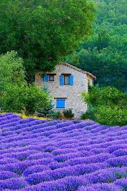 Lavender Fields Sault Provence France The Heady Scent Of Lavender Is Strongest In The Heart Of The Summer Fr France Photos Beautiful Places Places To Go