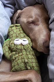 A Big Softy Cute Animals Funny Dog Pictures Cute Dogs