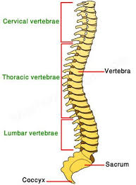 Anatomy of the backbone cervical spine. Labelled Diagram Of Backbone Vertebra Wikipedia Ribose Is The Sugar In The Backbone Of Rna Ribonucleic Acid Anushka Harrigan