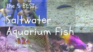 5 Saltwater Aquarium Fish For Beginners Great Marine