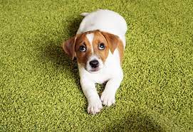 5 Tips To Stop Your Pet From Pottying On Your Carpet Tevra Pet