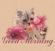 Good Morning Animated Cat Gif Graphics Comments And Images For Facebook Tumblr Orkut Hi5 And Myspace