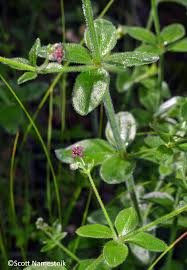 Image result for Galium