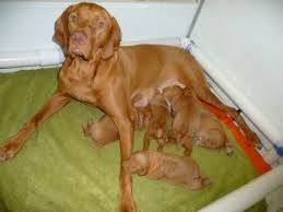 We must admit that this breed can be difficult to. Vizsla Puppies For Sale Petfinder