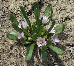 Image result for Rytigynia lewisii