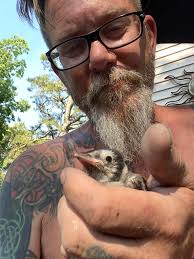 Blue jay fell from nest, needs help