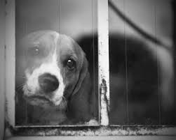 Black And White Hound Dog Pin On Beagles
