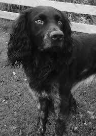 Nach dem krieg wurde 1948 in bremen der erste. Pin Pa Wachtelhund