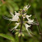 Image result for Ocimum fimbriatum