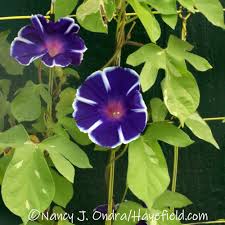 Image result for Ipomoea papilio