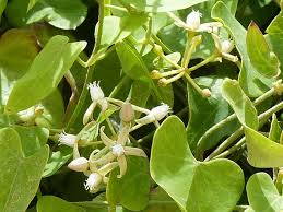 Image result for Cynanchum mossambicense