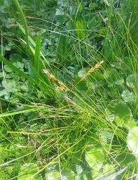 Image result for Carex conferta