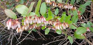 Image result for Rawsonia lucida
