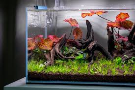 Pisces Aquatics Round Betta Tank Kit – Scapeshop.Com.Au