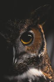Witchedways Atypicalmind By Cloudsfollower Bewitched Forest Owl Eyes Animals Owl Pictures