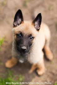 7 Weeks Old Malinois Puppy Zino Sitting In The Yard Malinois Puppies Belgian Malinois Puppies Malinois Dog