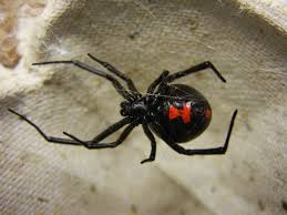 In some cases, the female catches the male while he's trying to escape. 8 Facts About The Black Widow Spider