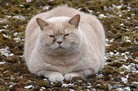 The short answer is no, cats can't safely eat marshmallows. Can Cats Eat Marshmallows Upgrade Your Cat