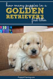 What Will Be Our Golden Retriever S First Litter Size Puppy In Training