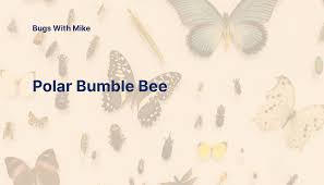 Image result for Bombus hyperboreus