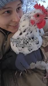 Proof that fresh air, sunshine, and plenty of pasture make all the  difference 🐓☀️ Just another day in the life of a Happy Hen! . . .  #farmlife #happyhens #happyegg #pastureraisedeggs #freerangeeggs #