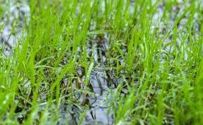 This gives the grass enough time to settle in the soil and absorb nutrients so that cutting it won't cause them to uproot. Watering New Grass Seed A Caution And A Guide