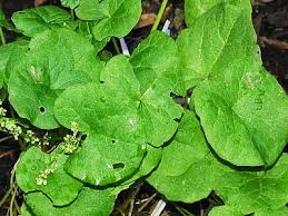 Image result for Vahlia digyna