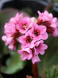 Bergenia needs these leaves as food to survive through the winter, and many of them are evergreen. Stauden Stade Versand Shop Bergenia Cordifolia Herbstblute Bergenie Riesensteinbrech Hier Bestellen
