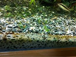 For aquarium use, the most common species include anubias nana, anubias barteri, anubias barteri var nana, anubias heterophylla, and anubius afzelii. Sand Gravel Mixed Aquarium Advice Aquarium Forum Community